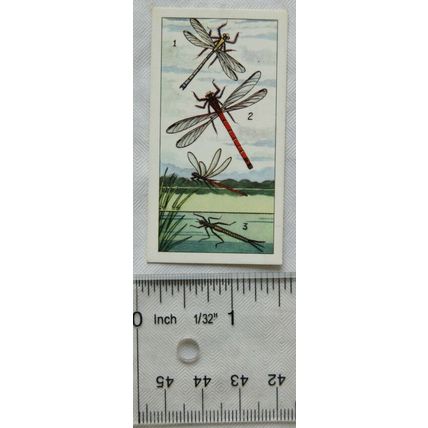 Pond Life card No. 7 Damsel-Flies