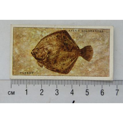 1935 Players Sea Fishes No. 42 Turbot