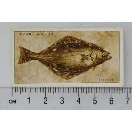 1935 Players Sea Fishes No. 44 Halibut