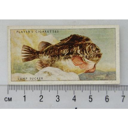 1935 Players Sea Fishes No. 41 Lump Sucker