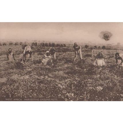 Harvesting Ground Nuts South Africa Postcard