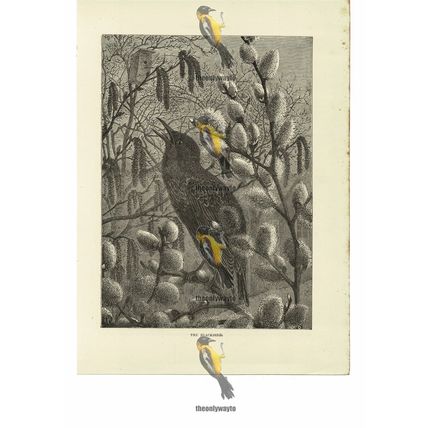 Blackbird, Book Illustration (Print), 1884