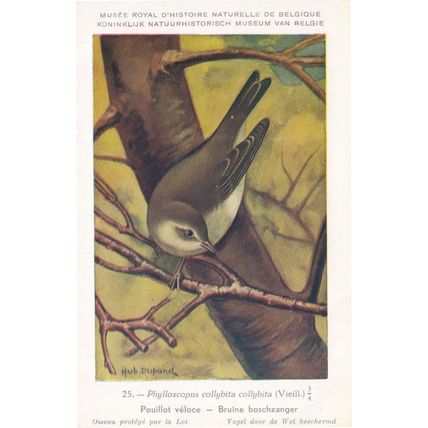 Common Chaffinch Phylloscopus Collybita WW2 Bird Rare Postcard