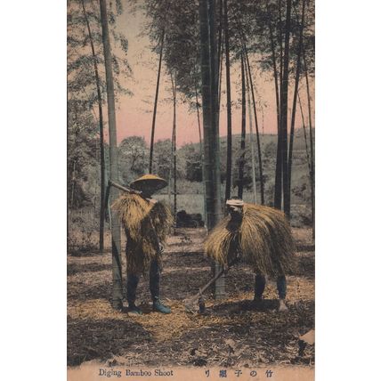 Japan Digging Bamboo Shoot Old Japanese Postcard