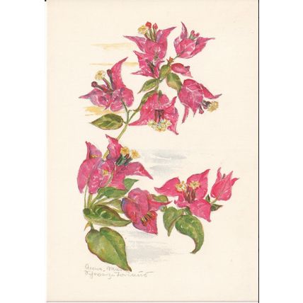 Unused Art Postcard - Bougainvillea