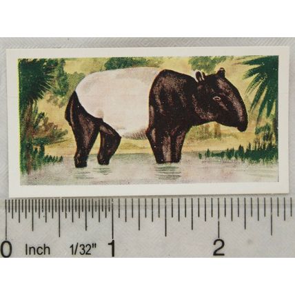 Neilson's Interesting Animals card No. 14 Tapir