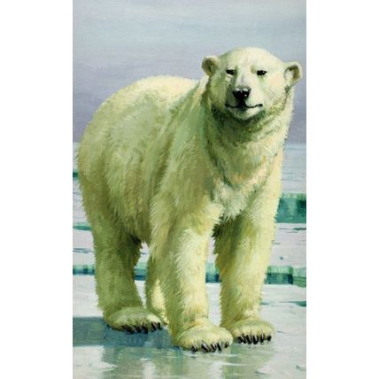 1970s Polar Bear Painting Childrens Ladybird Book Postcard