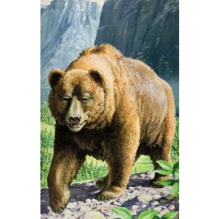 1970s Grizzly Bear Painting Ladybird Childrens Book Postcard