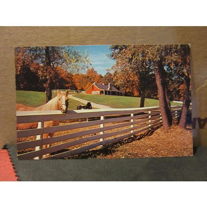 HORSES, NAUBINWAY, MICHIGAN, USA. unused postcard =