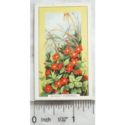 1939 Gallaher's Wild flowers No. 15 Scarlet Pimpernel