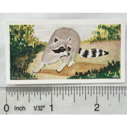 Neilson's Interesting Animals card No. 41 Racoon