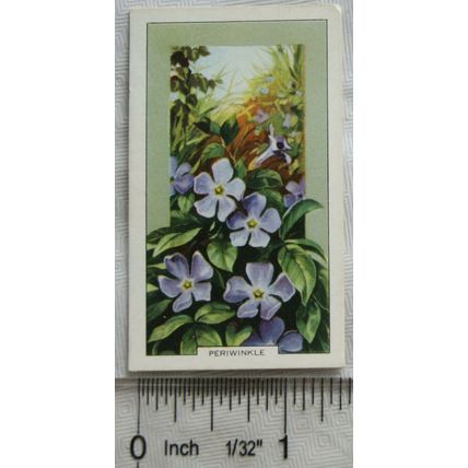 1939 Gallaher's Wild flowers No. 33 Lesser Periwinkle