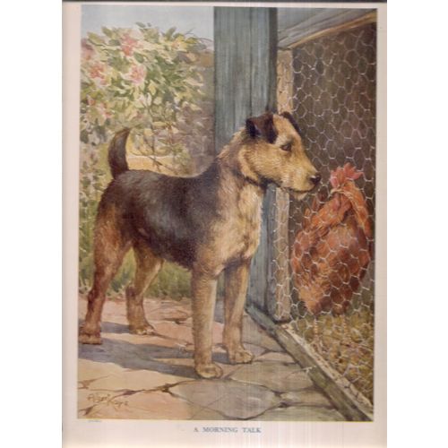 A MORNING TALK DOG & CHICKEN illustration by Albert Kaye 320 x 245 mm book plate