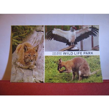multiview, CRICKET ST. THOMAS WILD LIFE PARK, Chard, SOMERSET postcard 1980 pm #