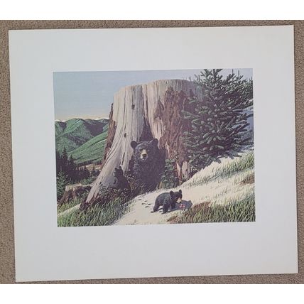 Jack Dumas Mother Bear & Cubs 20 X 22 3/4 Weyerhaueser Wildlife 1960'S Art Print