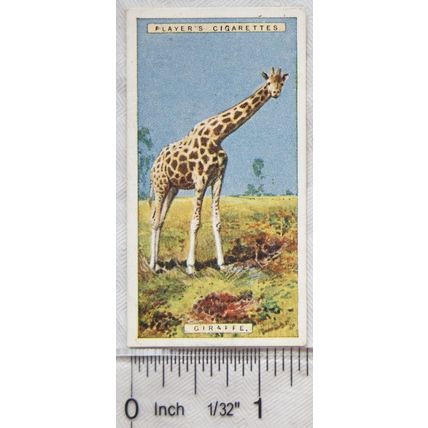 1924 Players Natural History card No. 20 Giraffe