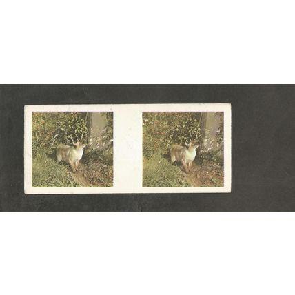 Weetabix 3D Cards 1961 Our Pets #14 Siamese Cat