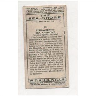 1938 WILLS Cigarette card The Sea-Shore A series No.40 Strawberry Sea-Anemone