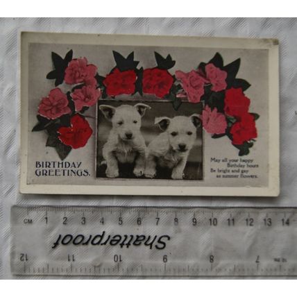 1916 Postcard Birthday Greetings, Puppies