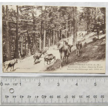 vintage postcard Peira Cava, Nice - Dans la Forêt Retour du Pâturage