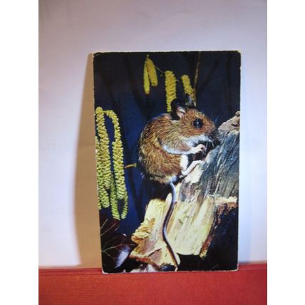 WOOD MOUSE unused vintage postcard by J Salmon =