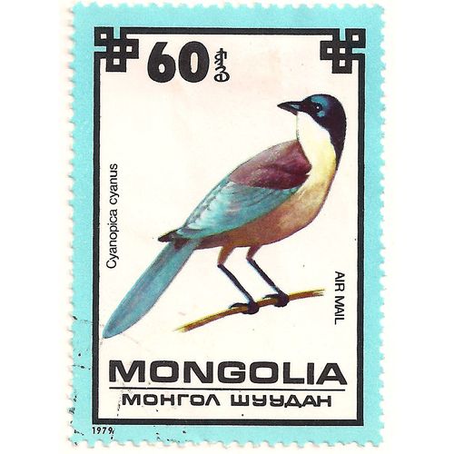 MONGOLIA, BIRDS, Cyanipica cyanus, airmail, blue 1979, 60 togrog
