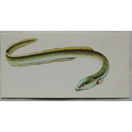 1978 Craven Black Cat Sport Fish card No. 13 Eel