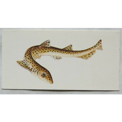 1978 Craven Black Cat Sport Fish card No. 27 Lesser Spotted Dogfish