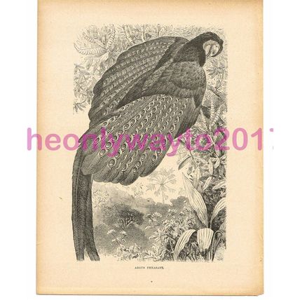 Argus Pheasant, Victorian Natural History Book Illustration, 1896