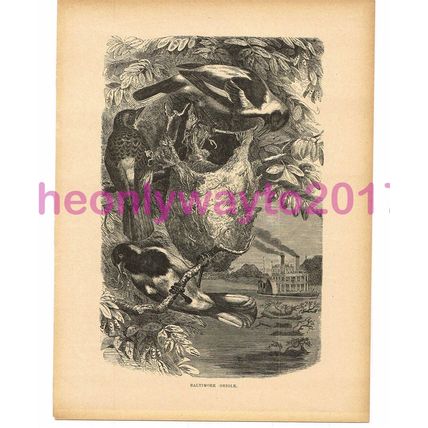 Baltimore Oriole, Victorian Natural History Book Illustration, 1896