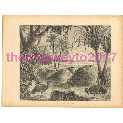 Brush Turkeys at Work, Victorian Natural History Book Illustration, 1896