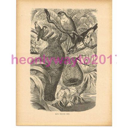 Baya Weaver Bird, Victorian Natural History Book Illustration, 1896