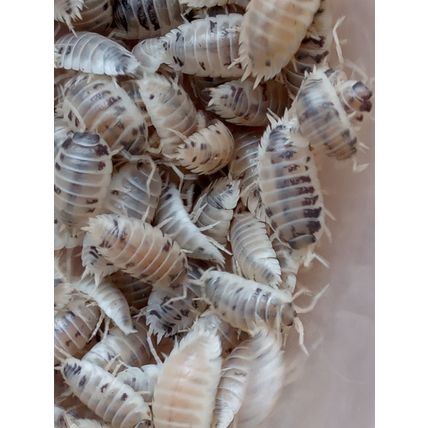 30 ADULT Dairy Cow Isopods, Woodlice, Porcellio laevis Live feed c.u.c.