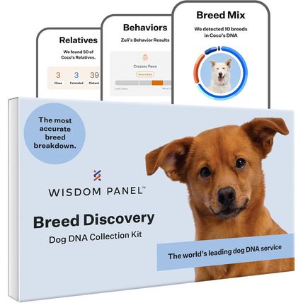 Wisdom Panel Breed Discovery Dog DNA Kit: Most Accurate Dog Breed Identification