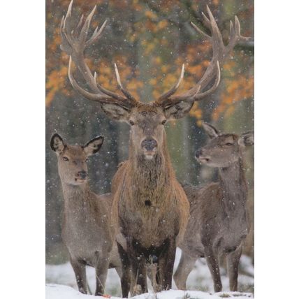 I'm Top Dog Red Deer In Snow Der Platzhirsch Rothiersch German Postcard