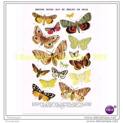 BRITISH MOTHS, BRIGHT OR DRAB, Book Illustration, c1953
