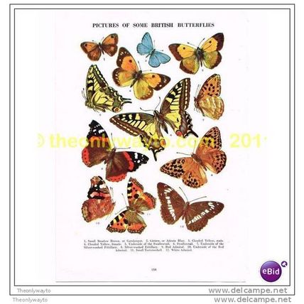 SOME BRITISH BUTTERFLIES, Book Illustration, c1953