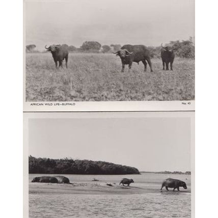 African Buffalo Running Charging & Grazing 2x Real Photo Postcard s