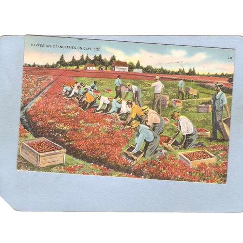 MA Cape Cod Harvesting Cranberries On Cape Cod ma_box2~582
