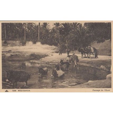 Bou Saada Passage De L'Oued Old African Postcard
