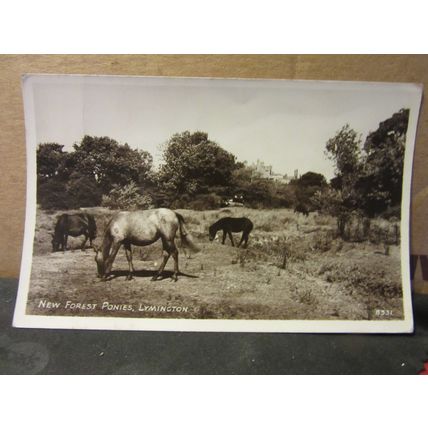 NEW FOREST PONIES, LYMINGTON, Hampshire used vintage postcard RP by R & A 1951 #