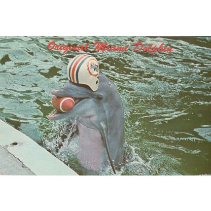 Quarterback Miami Dolphin Fish Seaquarium NFL Hat Rare Postcard