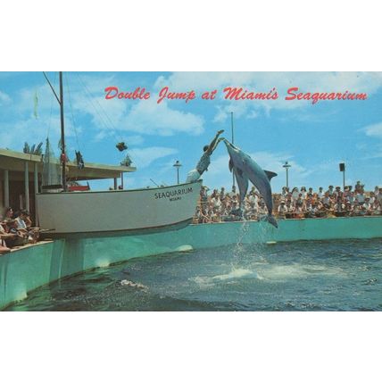 Double Jump Boat At Miami Seaquarium Dolphin Postcard