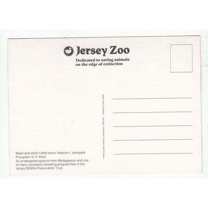 Black & White Ruffed Lemurs Jersey Zoo Postcard Channel Islands
