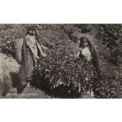 Ceylon Tea Plucking Making India Women Farming Real Photo Postcard