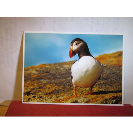 A WELSH PUFFIN unused postcard by Dave Newbould =