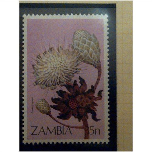 Zambia QEII 1983 Wild Flowers 35n Protea Gageudi Unmounted Mint NHM SG 385 Sc282