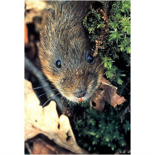 Colour Postcard - Water Vole