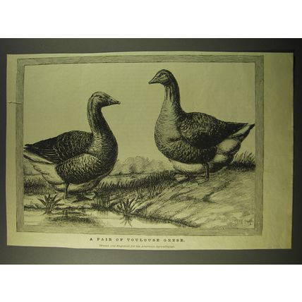 1887 Illustration of a pair of Toulouse Geese