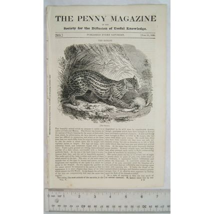 1836 The Penny Magazine No. 269 Malta, pilgrimages, ocelot, cow martingale, etc.